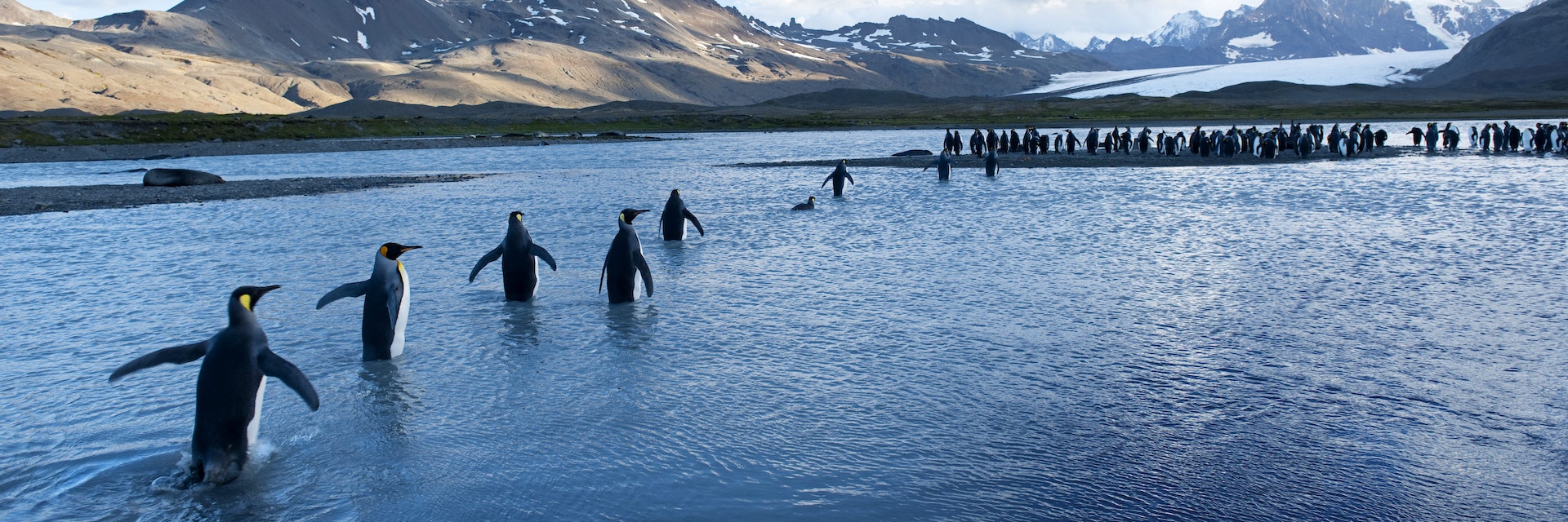 King penguins wading through shallows of Fortuna Bay.