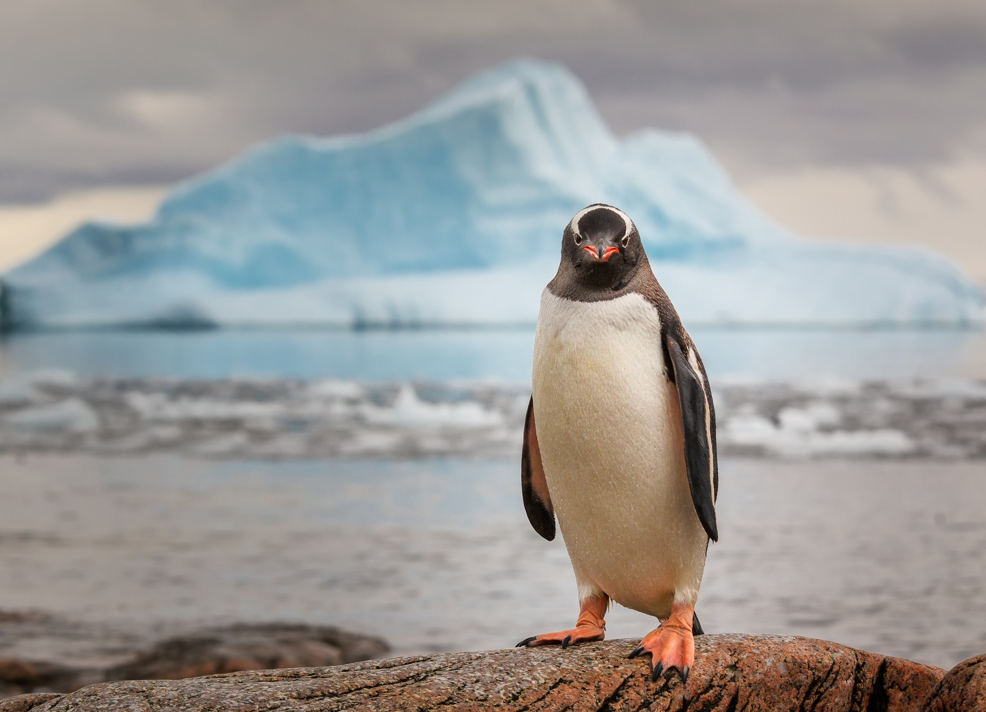 Close up of a Gentoo penguin in Antarctica from Davidmerronphotography.com 