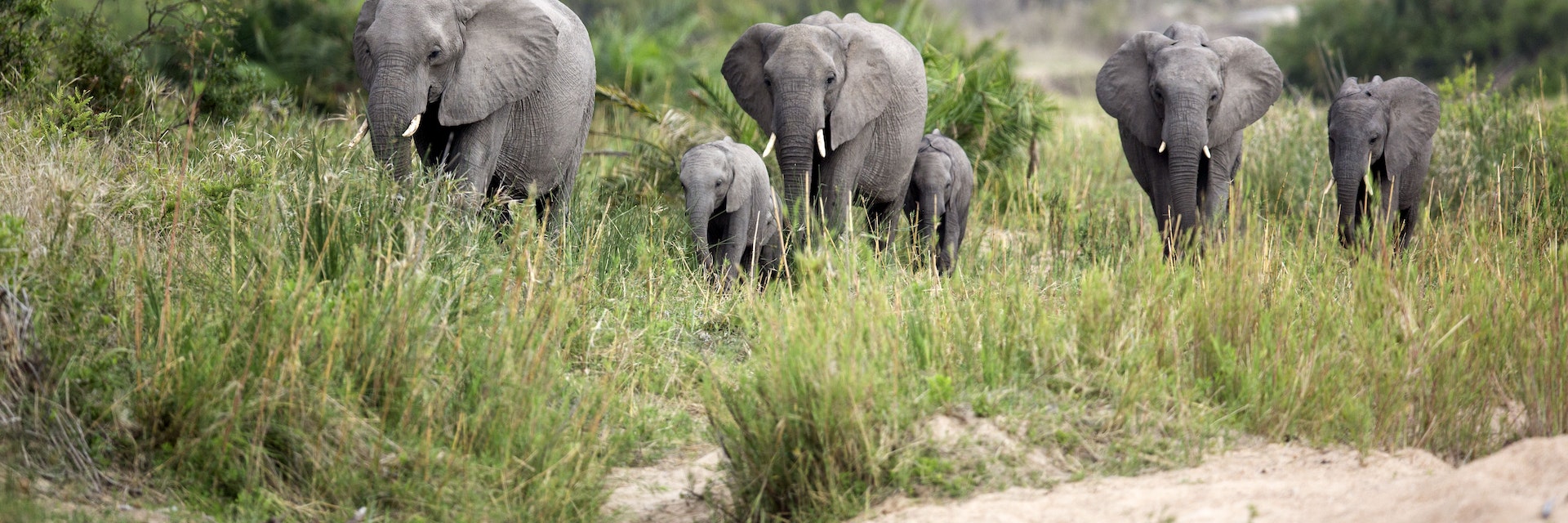 Herd of elephants walking through grassland.