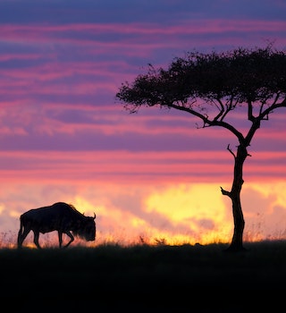 500px Photo ID: 67771631 - A lonely Wildebeest and an acacia tree silhouetted against a Masai Mara sky on fire creating an epic scene. Image captured during the last photo safari I led last month. The 2015 departures are available to book now so go to  <a href=masai_mara.html Mara Photo Safari</a>  for all the details. A last minute 8 Day Masai Mara "Special" in June 2014 is available to book before the 30th of April at only US$ 3,750 per person - All Inclusive. ..MASAI MARA Photographic Safari Overview..01 June to 08 June 2014..This Photographic Safari takes you to the center of predator action in Kenya ... The Masai Mara. The eco-friendly selected Camp nestled in it's own private conservancy, overlooks the dotted plains of the Masai Mara National Reserve and is just a few minutes from Leopard Gorge made famous by the popular BBC Big Cat Diaries documentary series. This safari special includes :..1 Night in a selected 5 star hotel in Nairobi upon arrival.6 Nights in selected Luxury Tented Camp on an all-inclusive basis. .All conservation fees.2 Game Drives daily. .Use of private 4x4 safari vehicle with guide..All airport transfers.Air transfers Nairobi - Mara - Nairobi.USD 3,750.00 - Price is per person sharing.Individual supplement - USD 225.00..email  info@southcapeimages.com  for more info and to book now