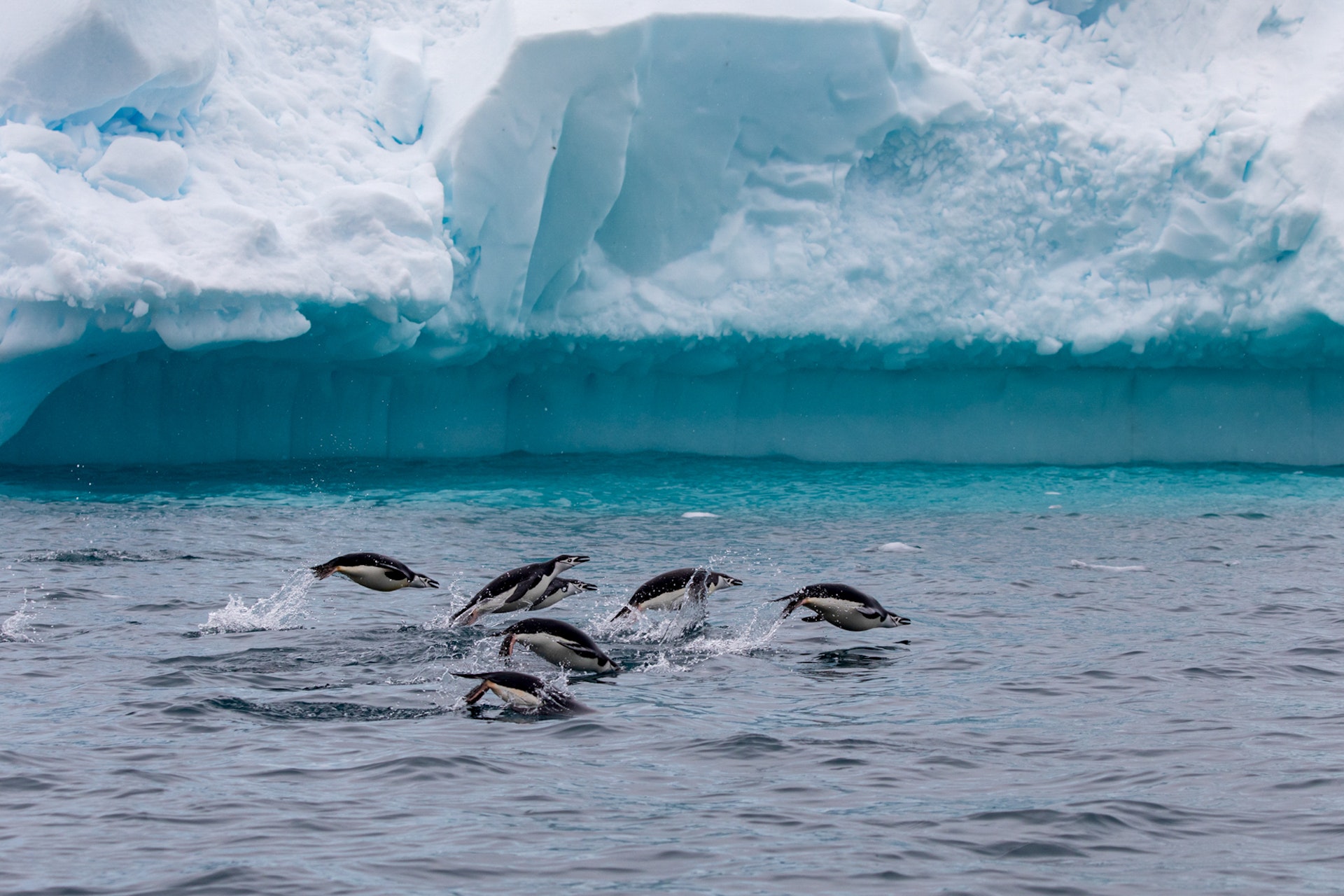 Several penguins leaping out of water with an iceberg in the background.