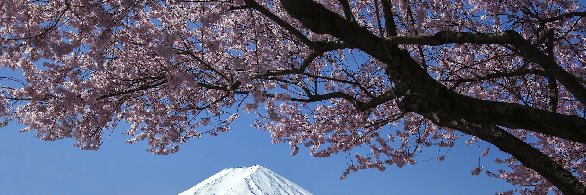 Mt Fuji and Cherry Blossom