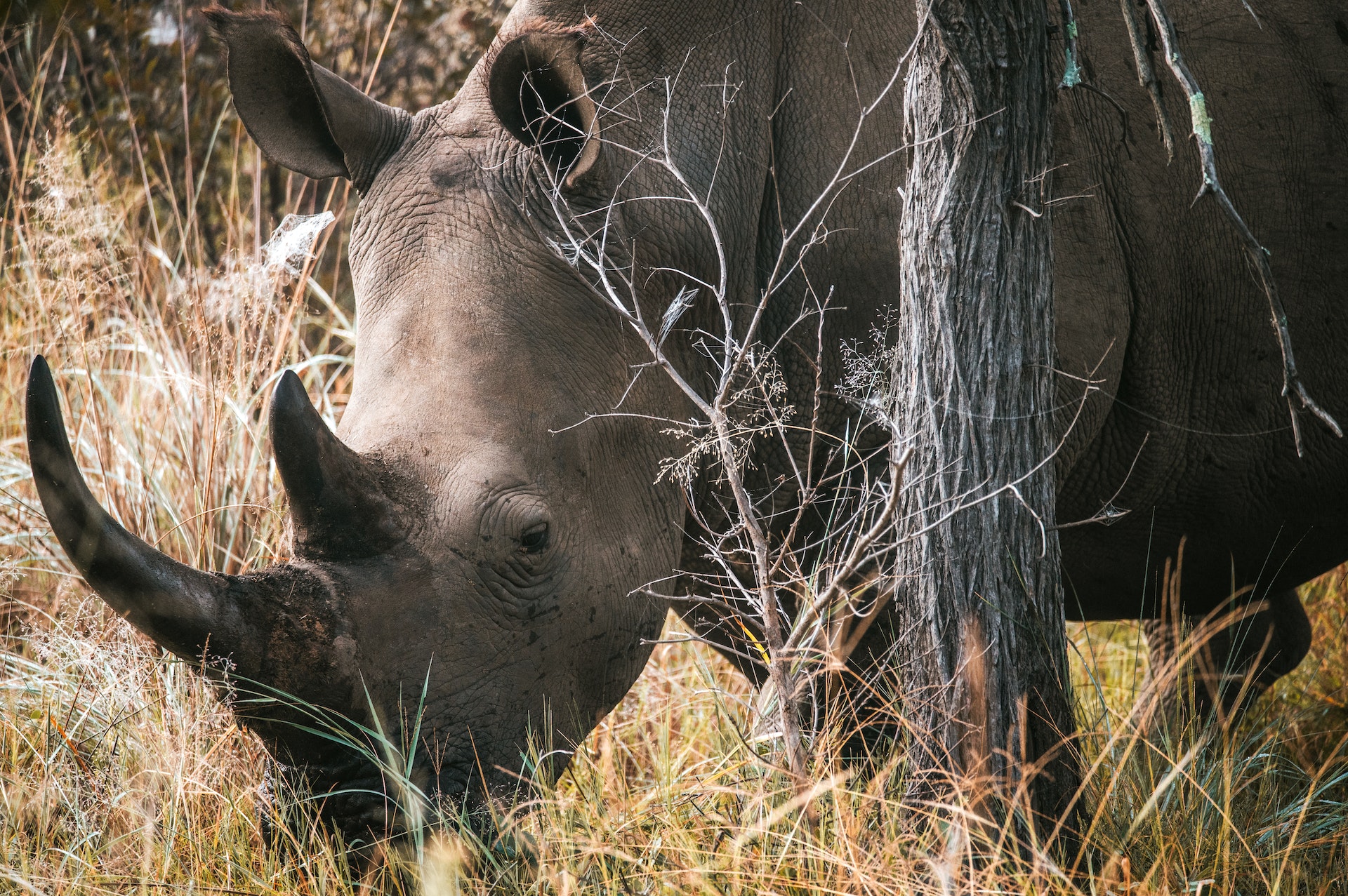 Closeup of a rhino in the wild 