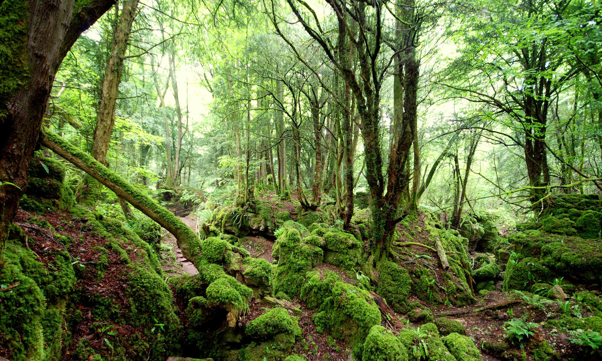 A forest filled with moss-covered trees and rocks in Puzzlewood 