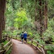Muir Woods Redwood Creek Trail Hikers 