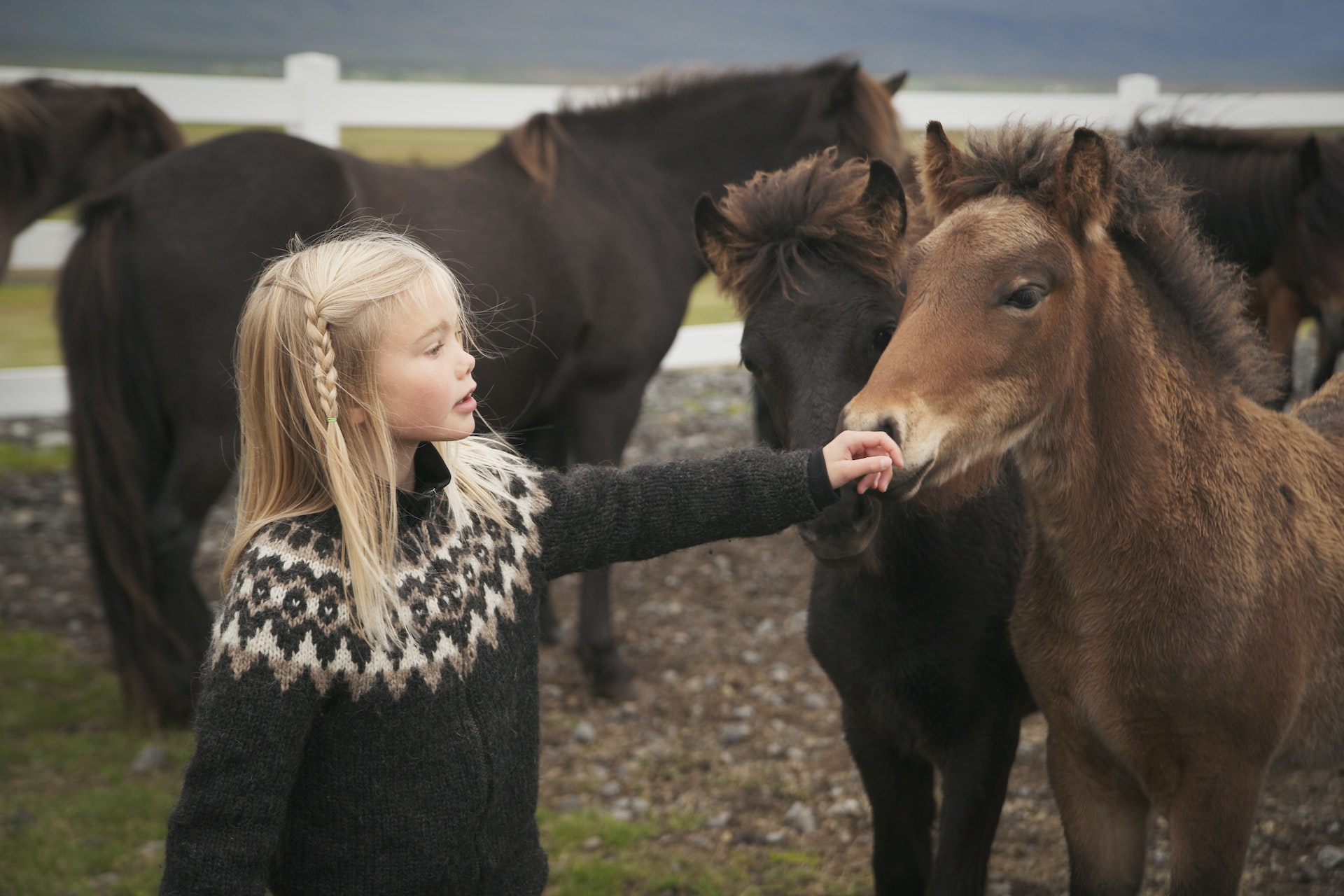 Blond Icelandic girl in traditional woollen sweater in a field with Icelandic horses, Flugumyri stables, Skagafjordur, Iceland