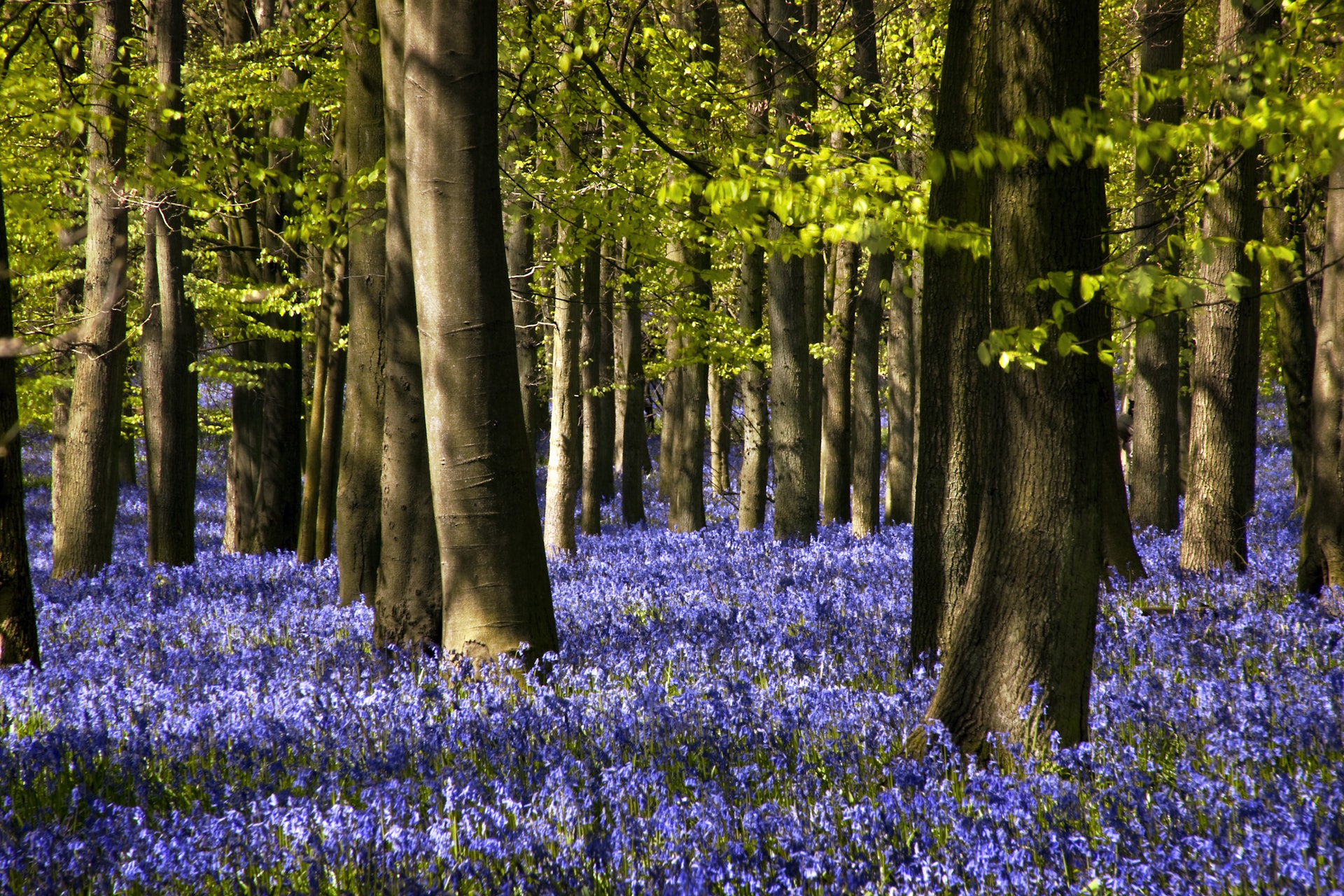 Bright blue bluebells cover the ground in woodland