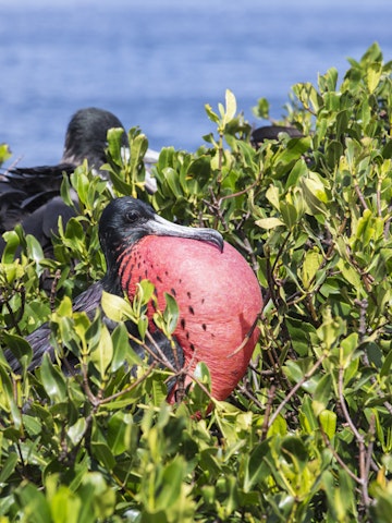 The male frigate with red throat pouch, which it inflates as part of its courtship behaviour, Antigua, Antigua and Barbuda, Leeward Islands, West Indies, Caribbean, Central America
