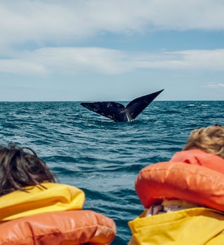 People in a boat, enjoying a whale watching in Alaska