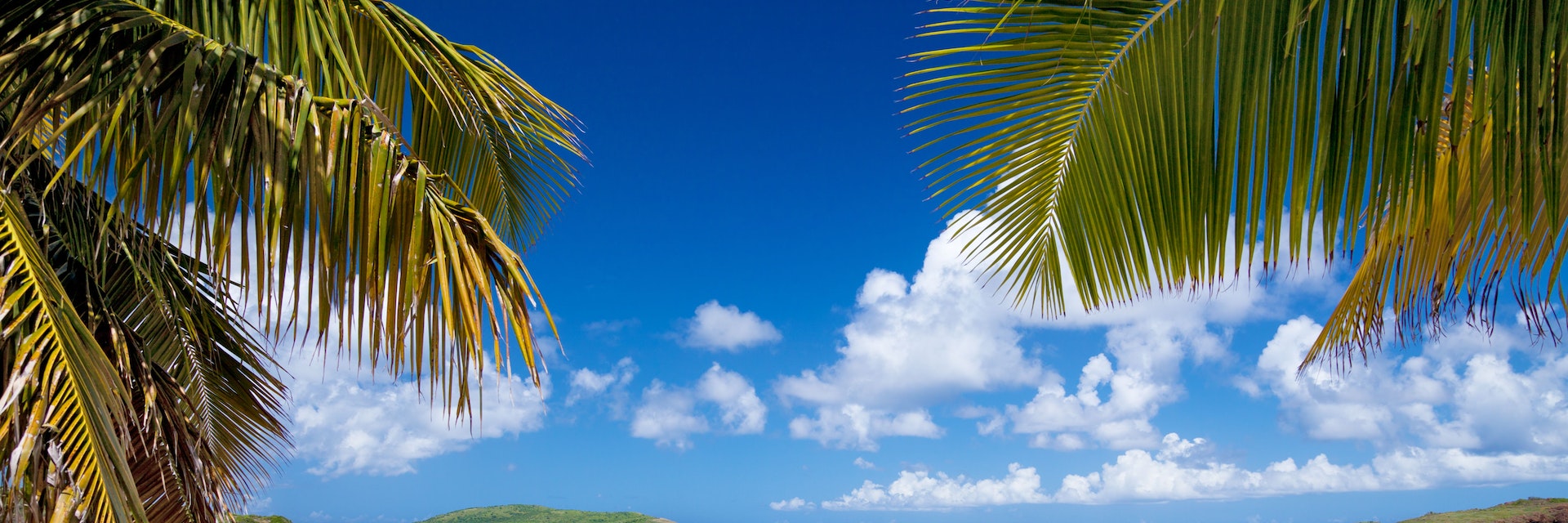 palm trees at Playa Tortuga (Turtle Beach) on Isla Culebrita, Puerto Rico