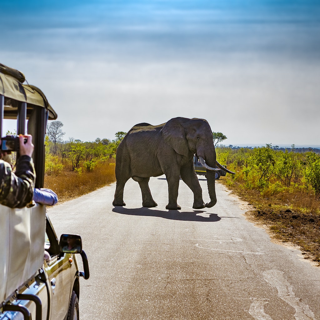 South Africa, Safari in Kruger National Park - African Elephants