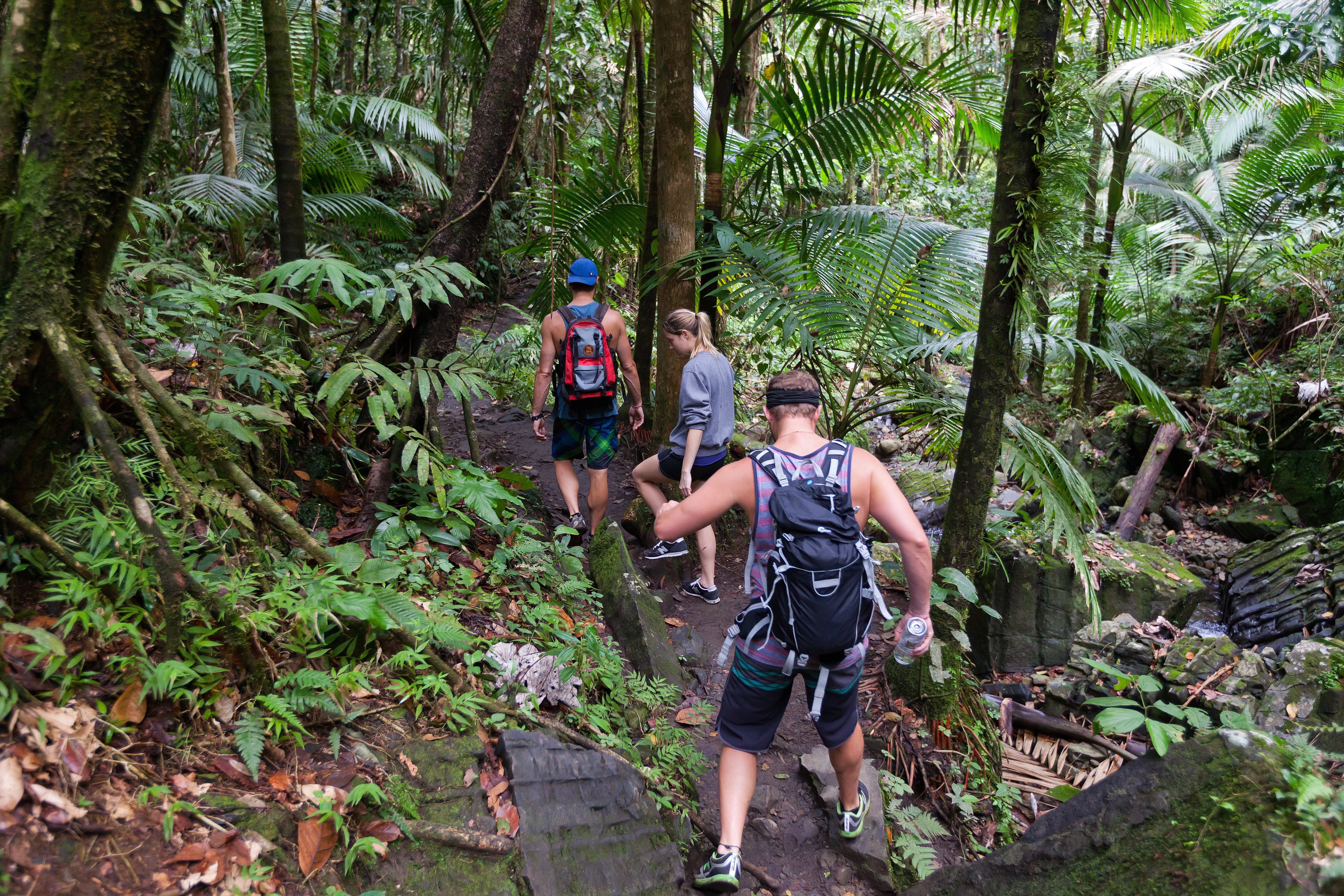 Hikers trek through the lush El Yunque National Park 