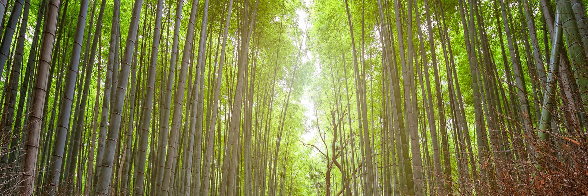 Young tourist enjoying the sunset in Arashiyama Bamboo Forest, one of the most famoust places in Kyoto, Japan